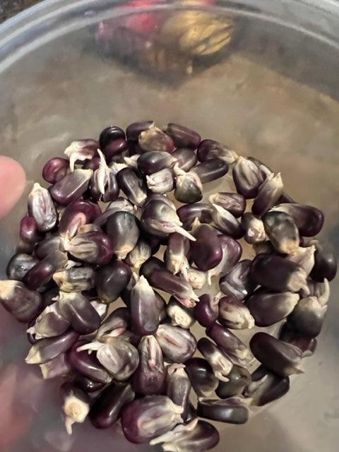 DIY Guide - Make Sprouted Seed Tea With Blue Corn - MI Beneficials