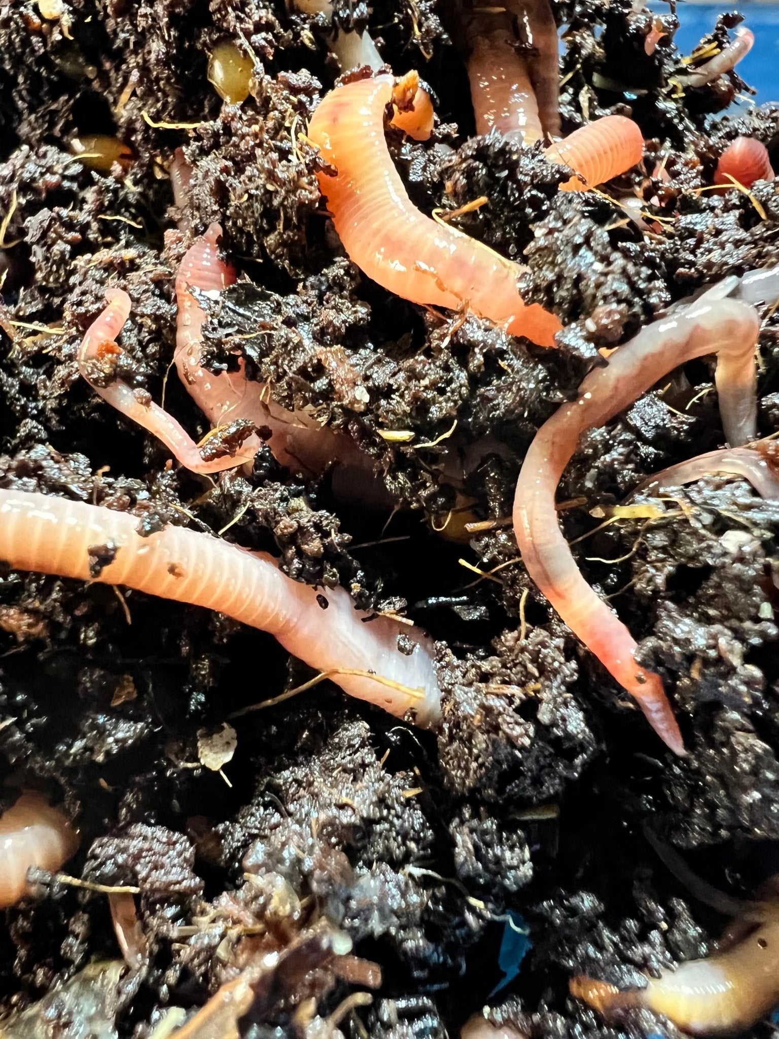Red Wiggler Worms (Eisenia Fetida) in Living Soil – MI Beneficials