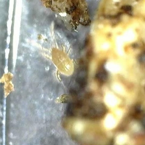 Stratiolaelaps scimitus (Hypoaspis miles) in Living Soil - MI Beneficials