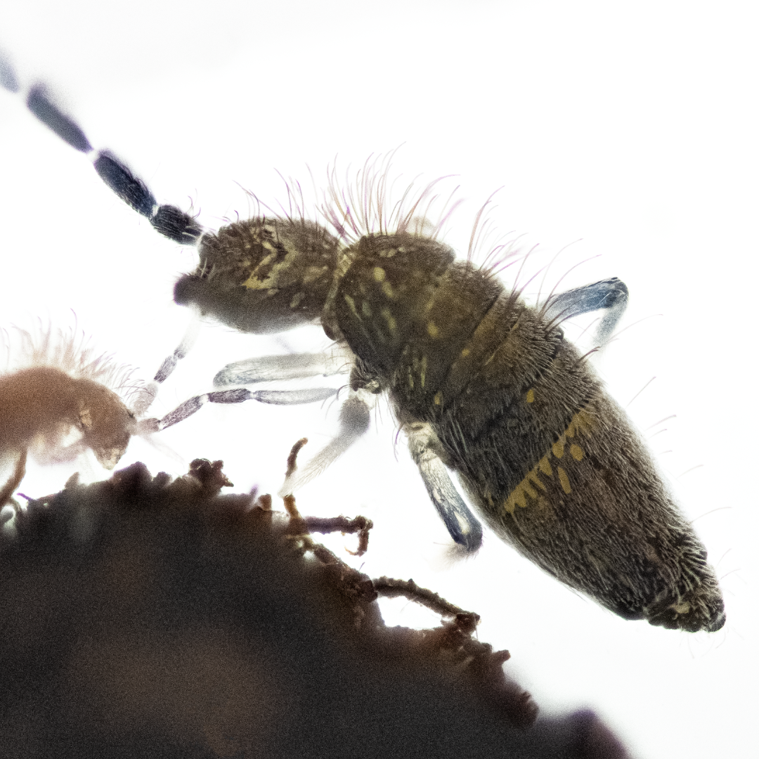 Grizzled Springtails (Entomobrya griseoolivata)