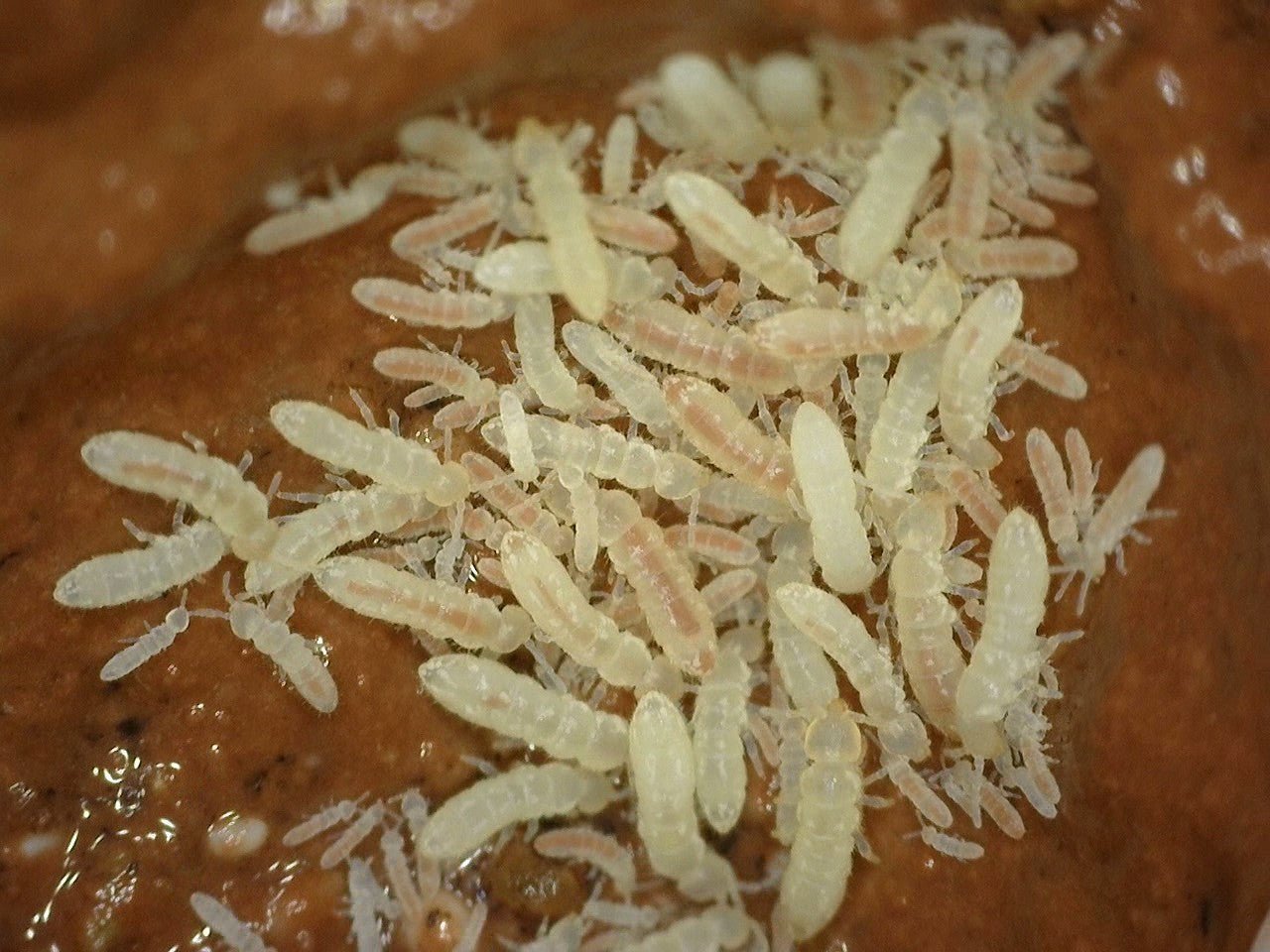Springtail Calcium Clay - MI Beneficials