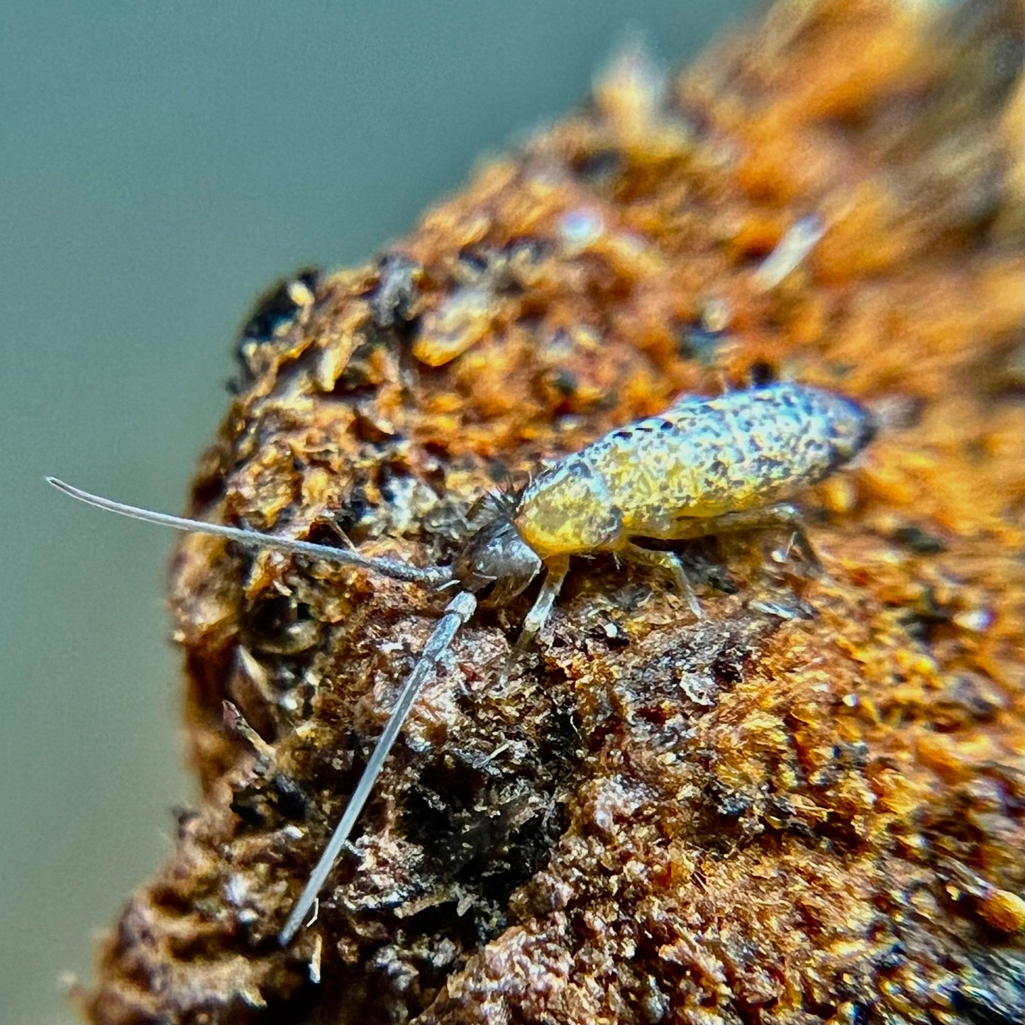 Giant Silver Bullet Springtails (Pogonognathellus dubius) - MI Beneficials