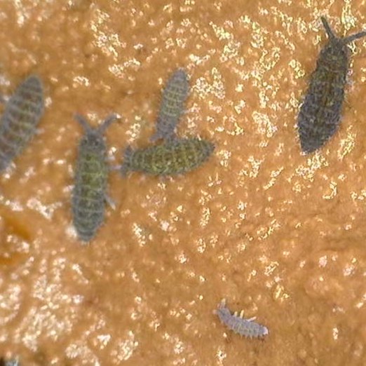 Lilac Springtails (Ceratophysella Sp.) - MI Beneficials