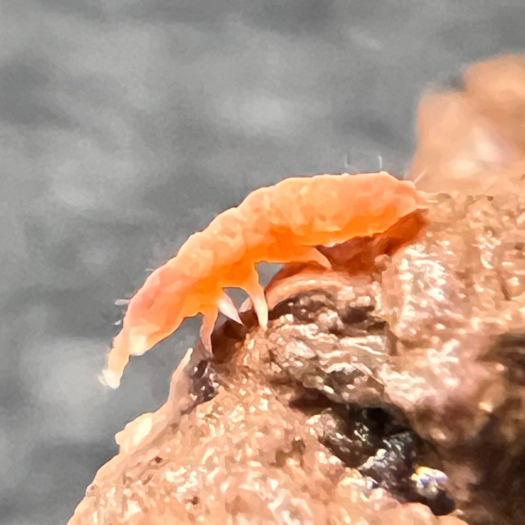 Springtails