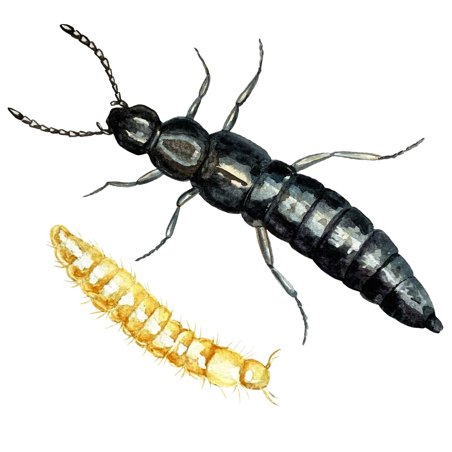 Rove Beetles (Dalotia coriaria) - Fungus Gnat Control - MI Beneficials