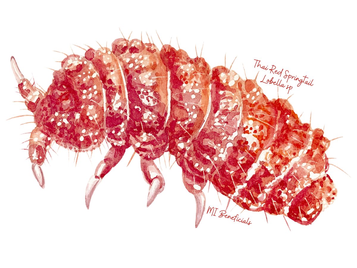 Thai Red Springtails (Lobella sp.) - MI Beneficials