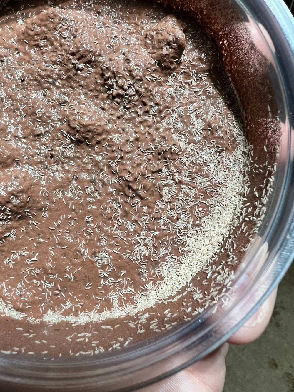 Thai Red Springtails (Lobella sp.) – MI Beneficials