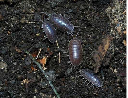 How To Manage Potato Bugs in Living Soil Containers (AKA Sow Bug, Pill Bugs, Roly Poly) - MI Beneficials