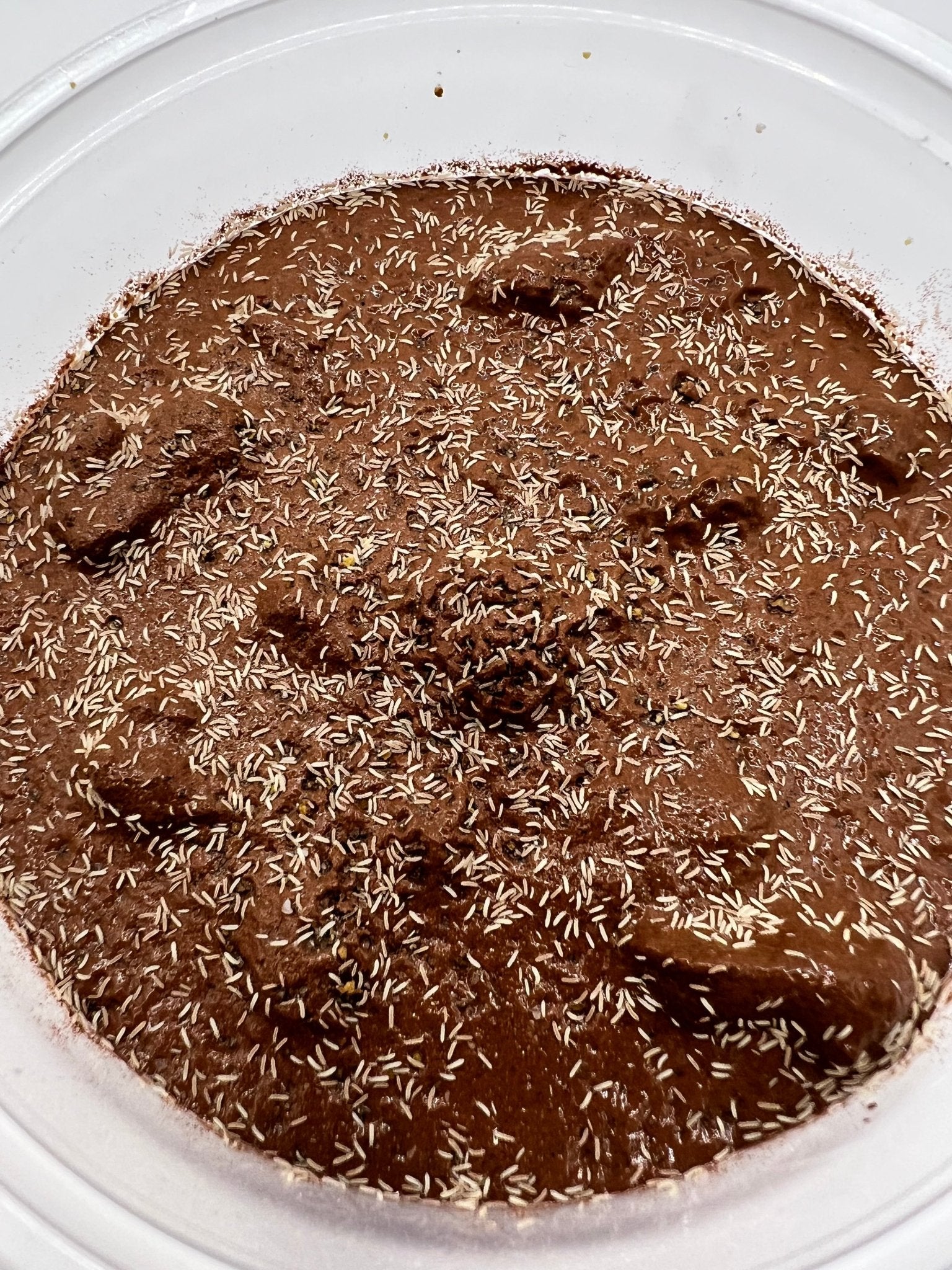 DIY Clay Springtail Culture – MI Beneficials