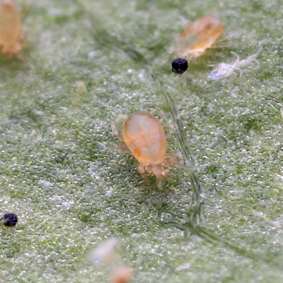 Neoseiulus (Amblyseius) Fallacis predatory mites – MI Beneficials