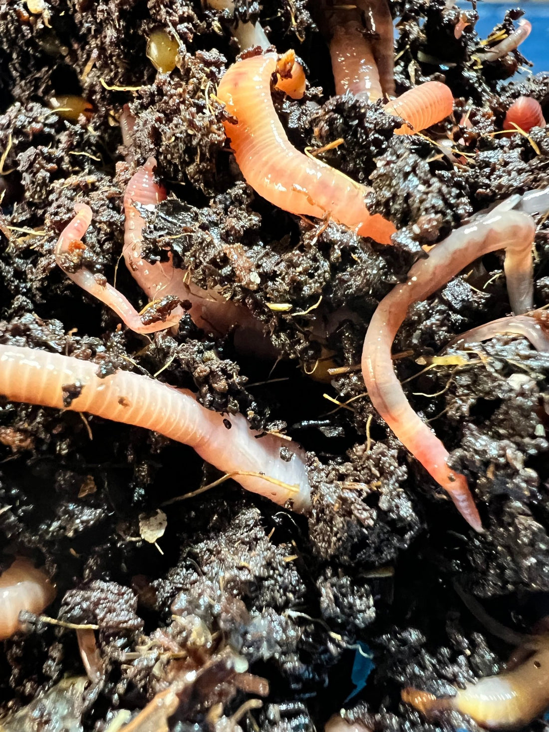 Red Wiggler Worms (Eisenia Fetida) in Living Soil - MI Beneficials