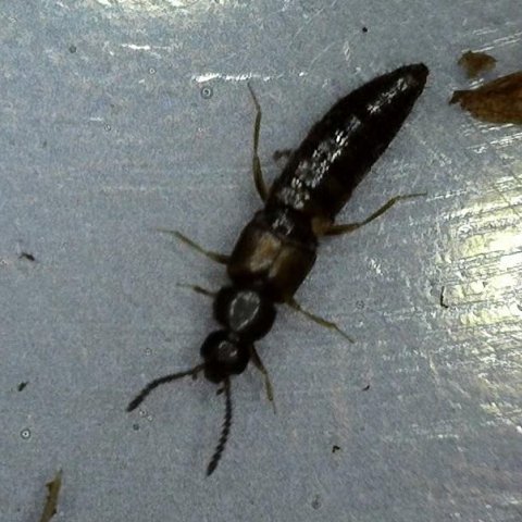 Rove Beetles (Dalotia coriaria) in Living Soil - MI Beneficials