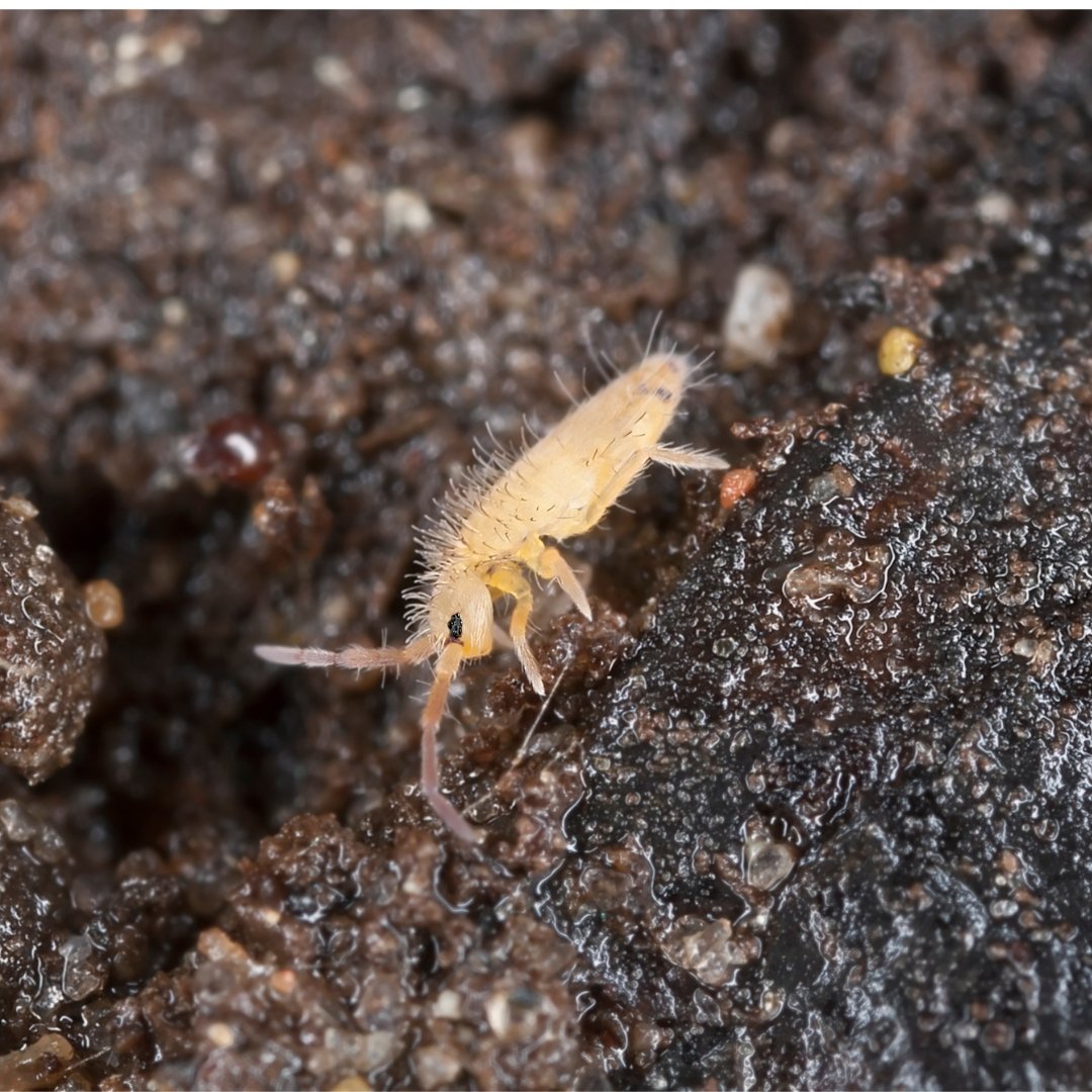 Springtails (Collembola or Folsomia candida) in Living Soil – MI ...