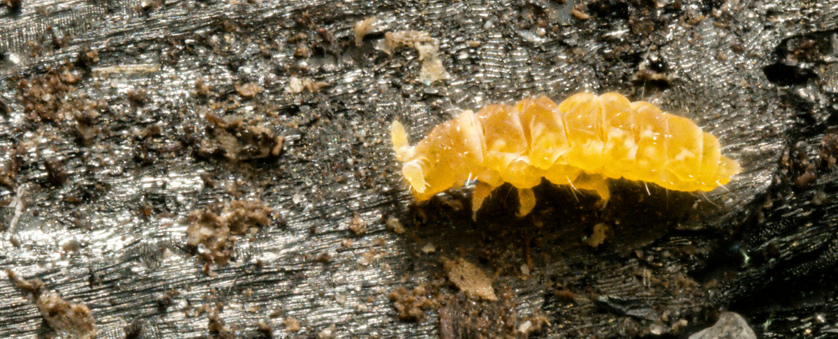Exotic Springtails | Beneficial Insects | Organic Gardening | USA – MI ...