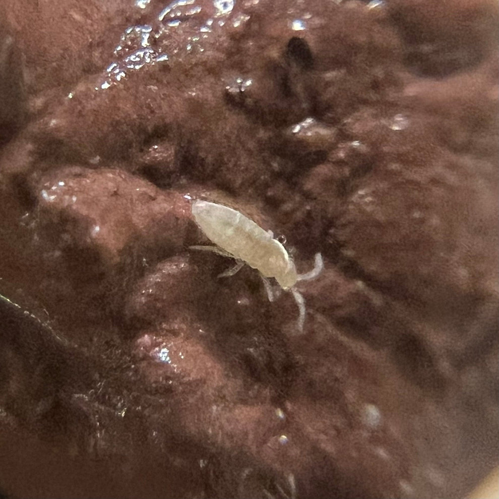 Bylas Ant Springtails (Pseudosinella violenta) – MI Beneficials