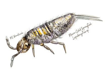 Colored Springtail Stickers - MI Beneficials