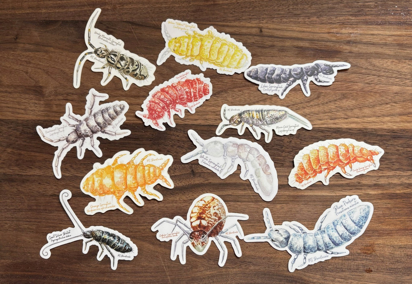 Colored Springtail Stickers - MI Beneficials