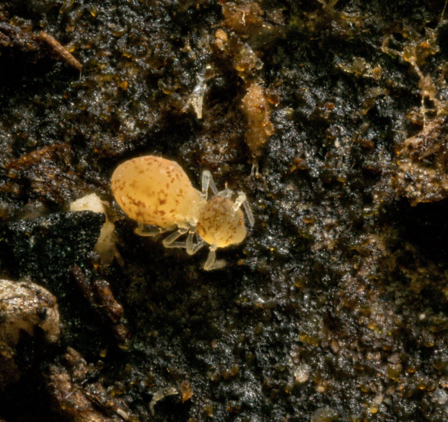 Globular Cave Springtails (Arrhopalites caecus) - MI Beneficials