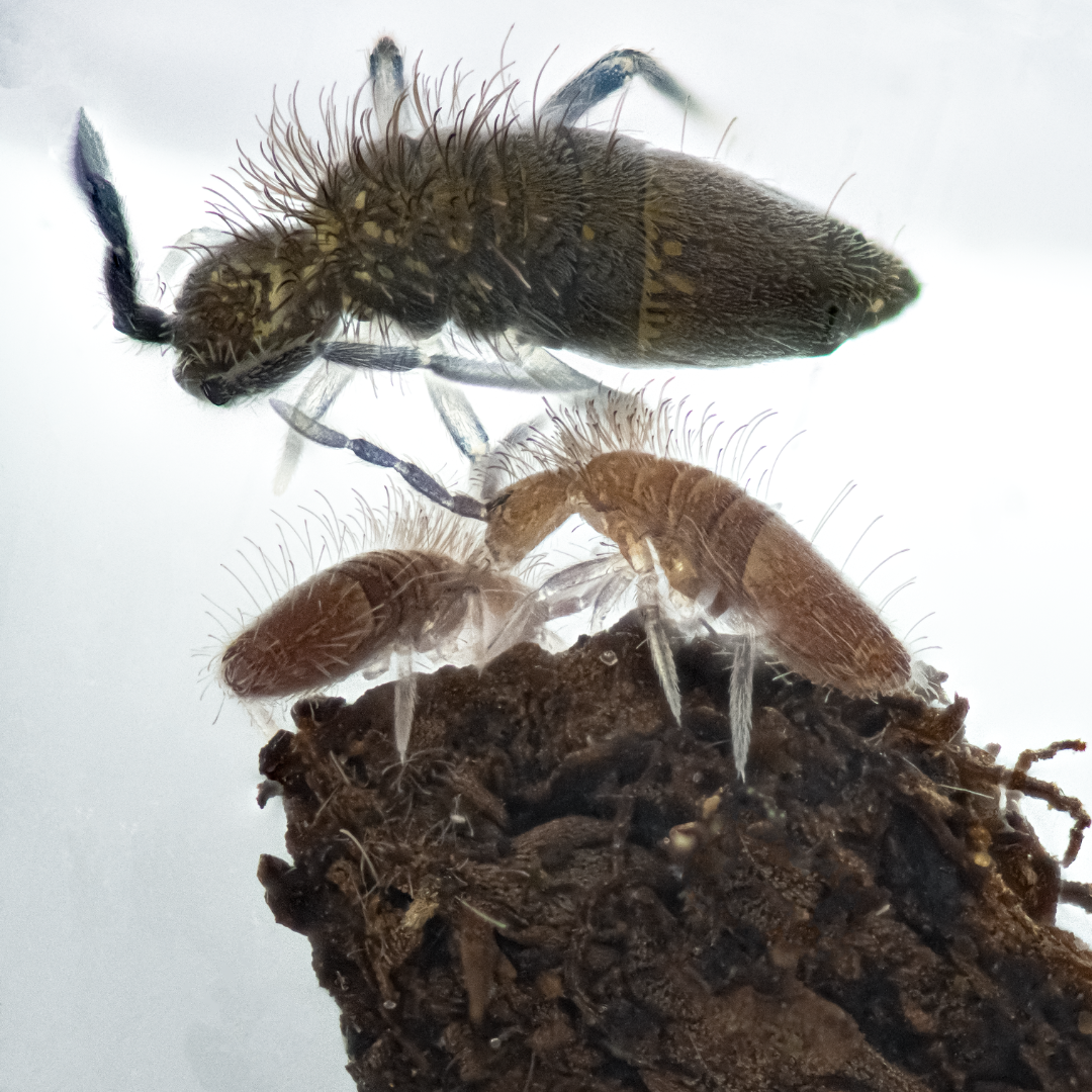 Grizzled Springtails (Entomobrya griseoolivata) – MI Beneficials