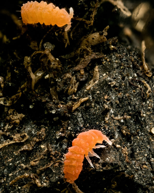 Orange Springtails (