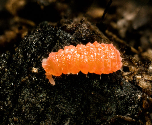 Orange Springtails ("Florida Oranges" Neanura growae) - MI Beneficials