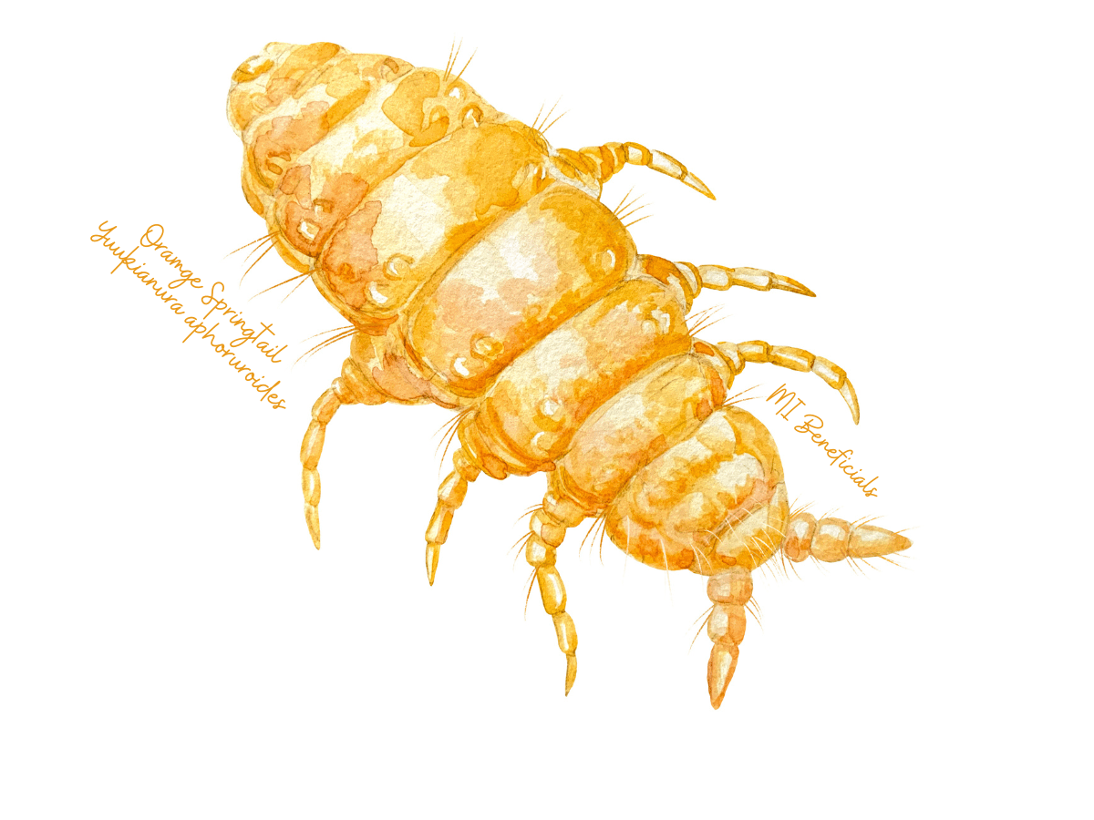 Orange Springtails (Yuukianura aphoruroides) - MI Beneficials