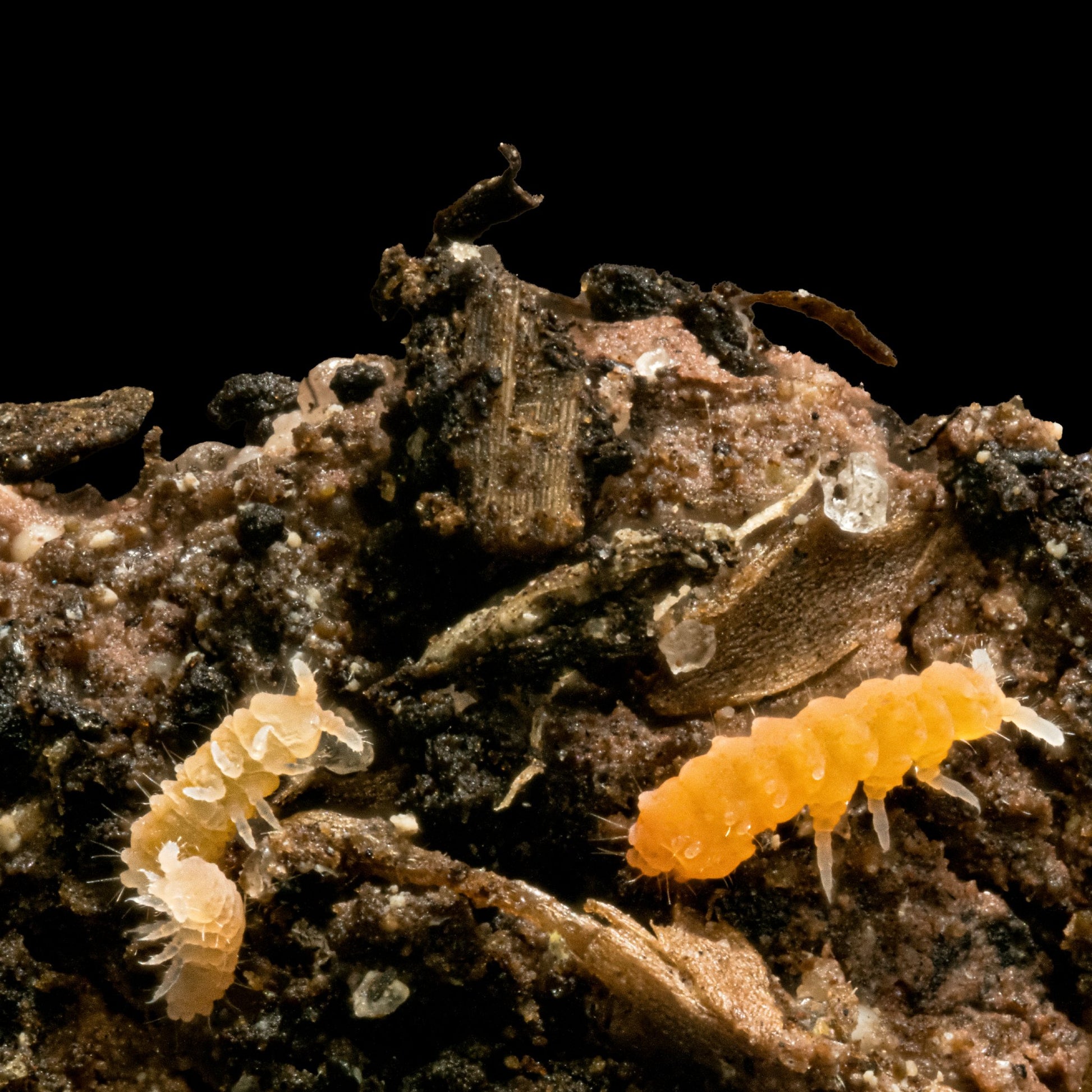 Orange Springtails (Yuukianura aphoruroides) - MI Beneficials