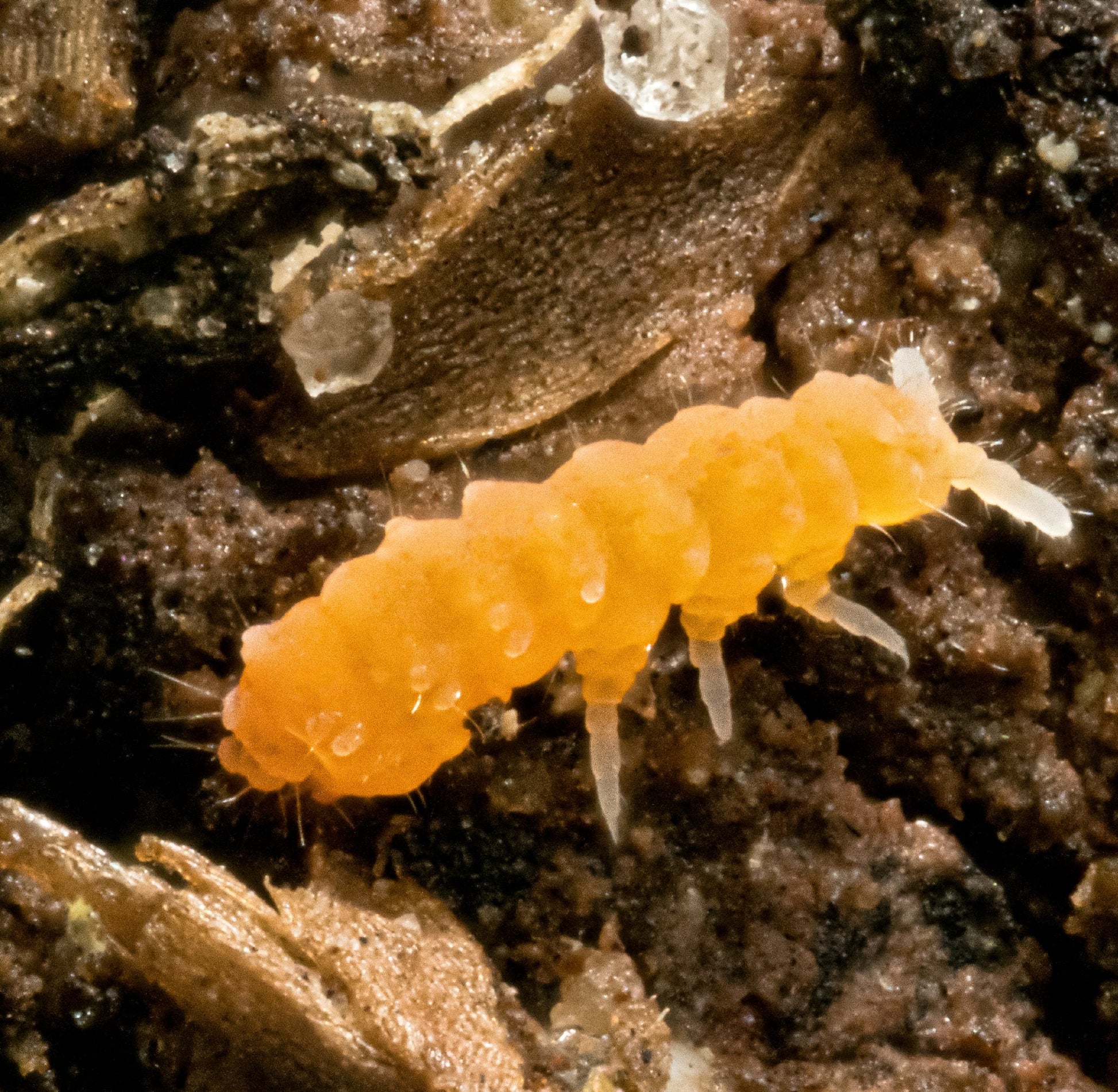 Orange Springtails (Yuukianura aphoruroides) - MI Beneficials