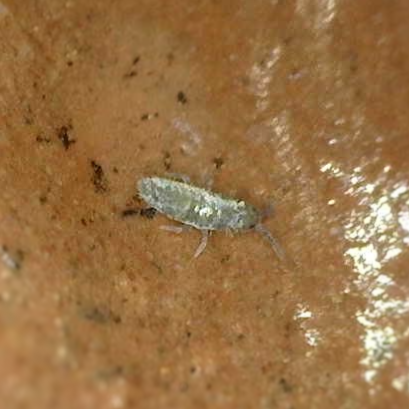 Pearlescent Springtails (Lepidocyrtus Sp.)
