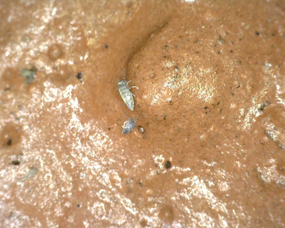 Pearlescent Springtails (Lepidocyrtus Sp.)