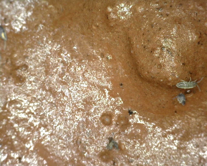 Pearlescent Springtails (Lepidocyrtus Sp.)