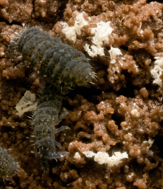 Purple "Lilac" Springtails (Ceratophysella Sp.) - MI Beneficials