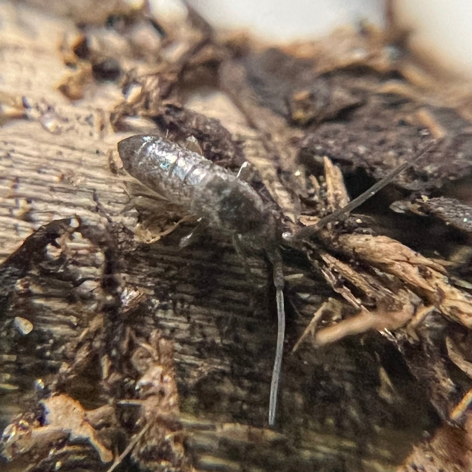 Quicksilver Insect Beneficial Insects | Exotic Springtails | Organic Gardening | USA – MI ...
