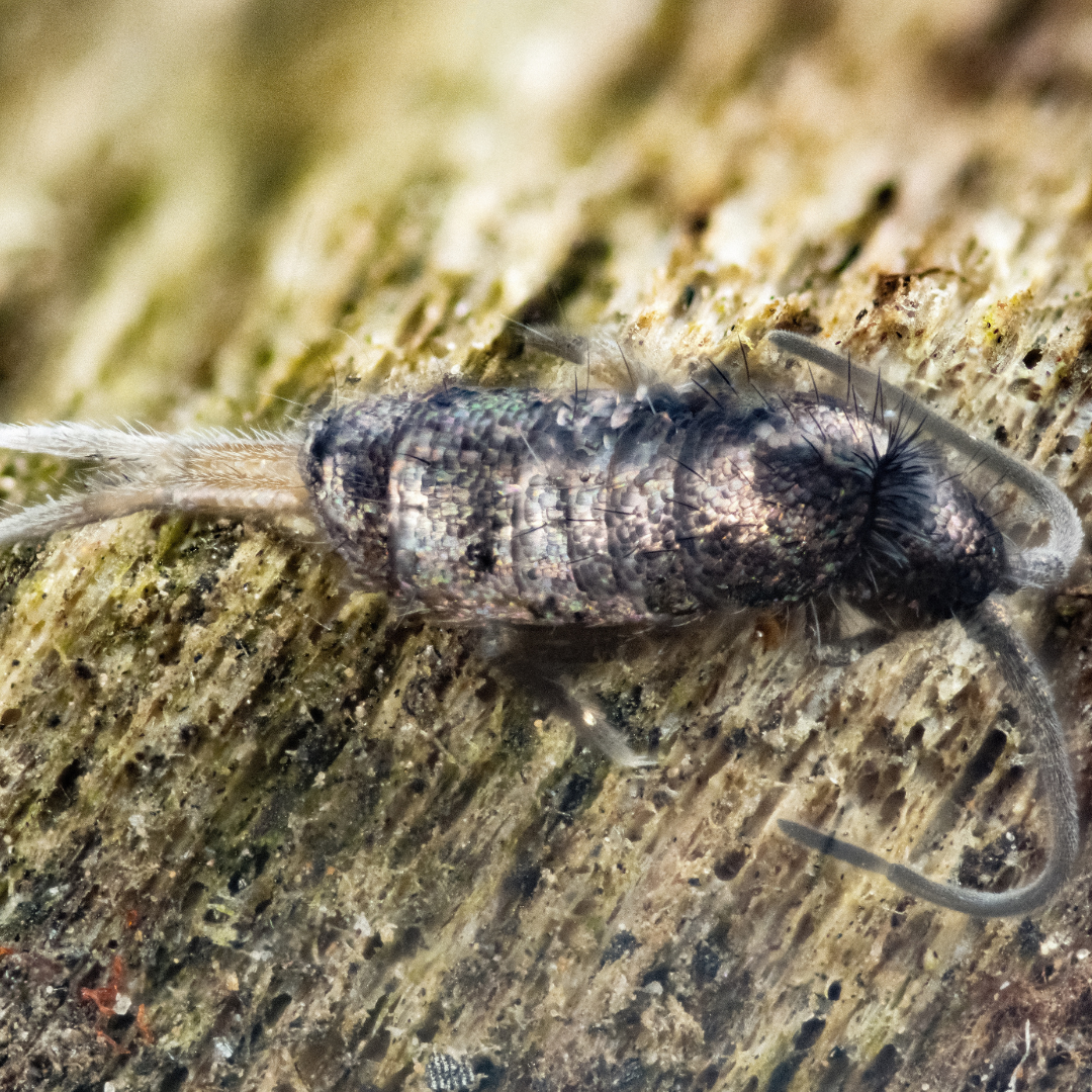 String Tail Quicksilver Springtail (Tomocerus vulgaris) – MI Beneficials