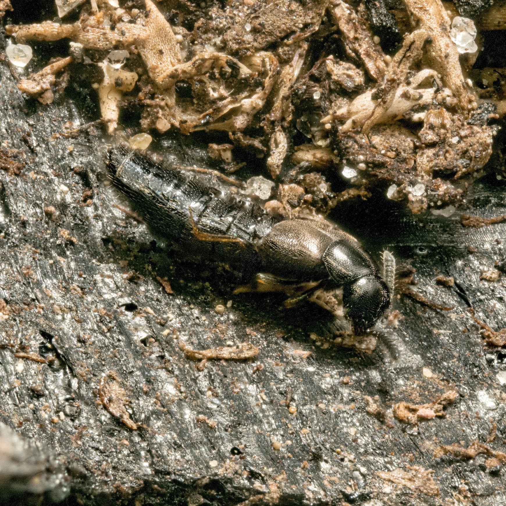 Rove Beetles (Dalotia coriaria) - Fungus Gnat Control - MI Beneficials