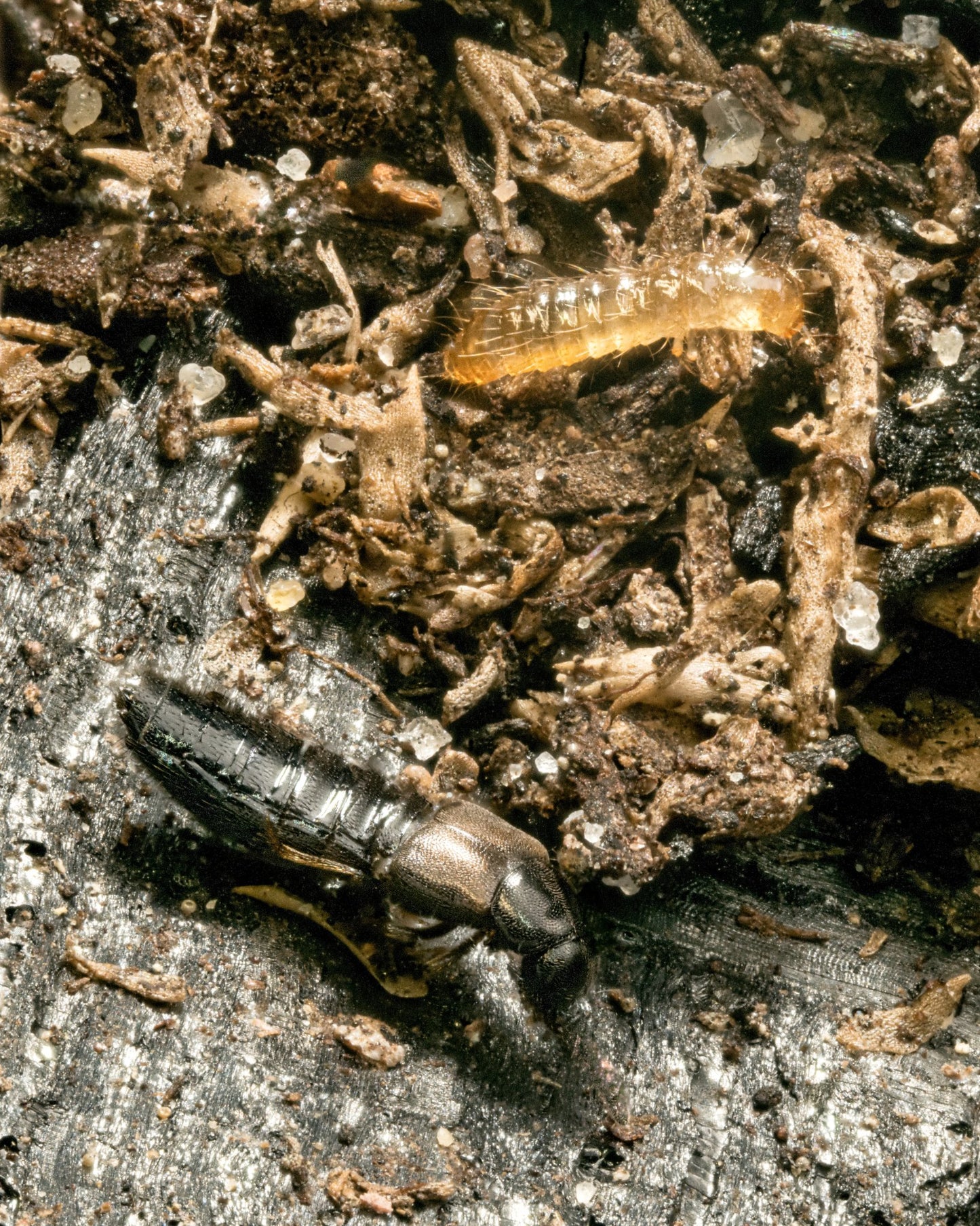 Rove Beetles (Dalotia coriaria) - Fungus Gnat Control - MI Beneficials