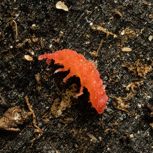 Thai Red Springtails (Lobella sp.) - MI Beneficials