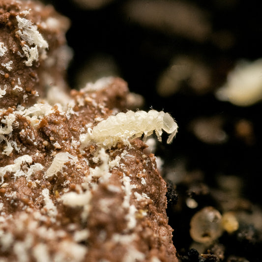 White Albino Springtails (Ceratophysella Sp.) - MI Beneficials