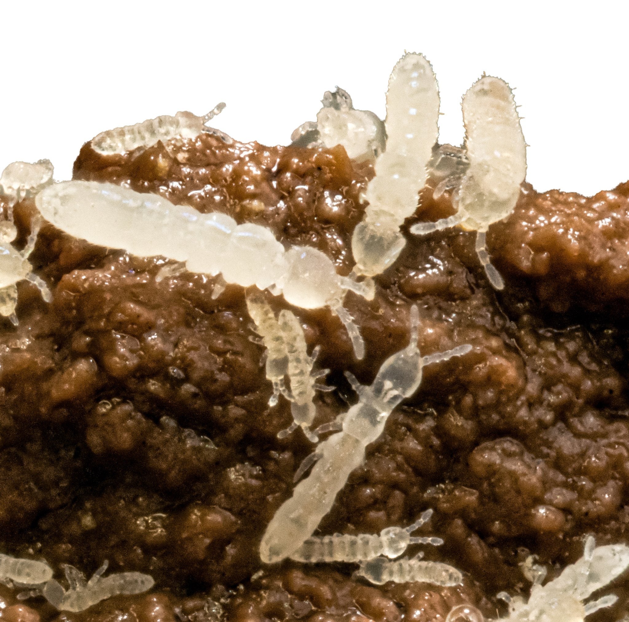 Ready-to-go Temperate Springtail Kit Rear Springtails Easily – MI ...