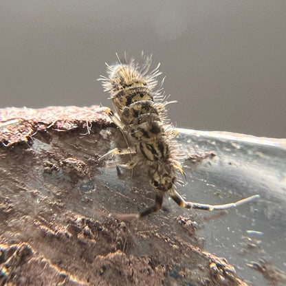 Woolly Mammoth Springtail (Orchisella villosa) - MI Beneficials