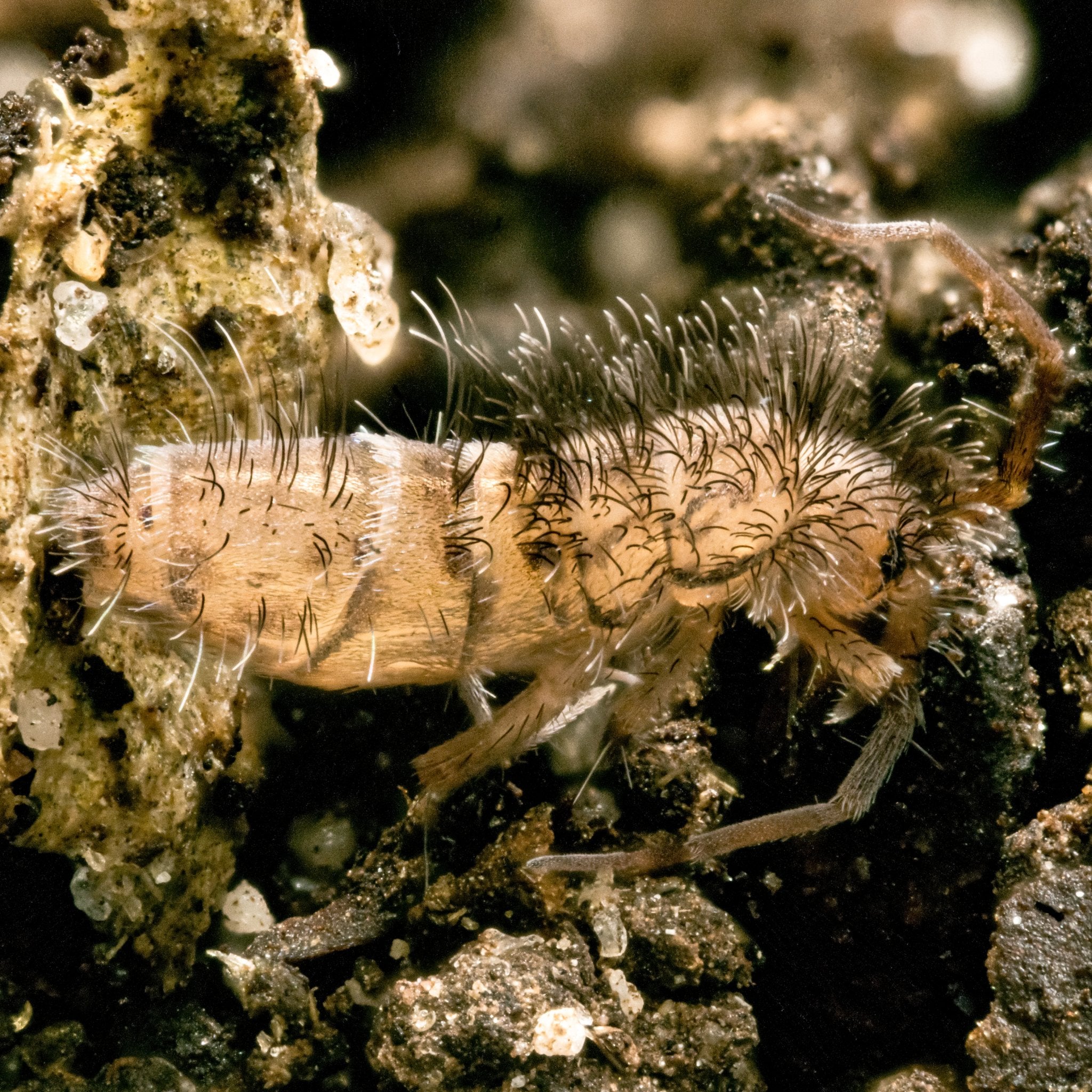Woolly Mammoth Springtail (Orchisella villosa) – MI Beneficials