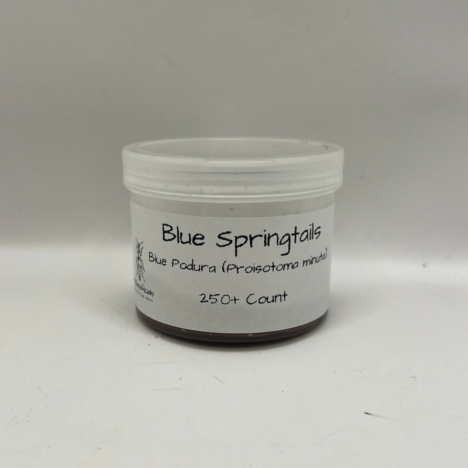 Blue Podura Springtails (Proisotoma minuta) - MI Beneficials