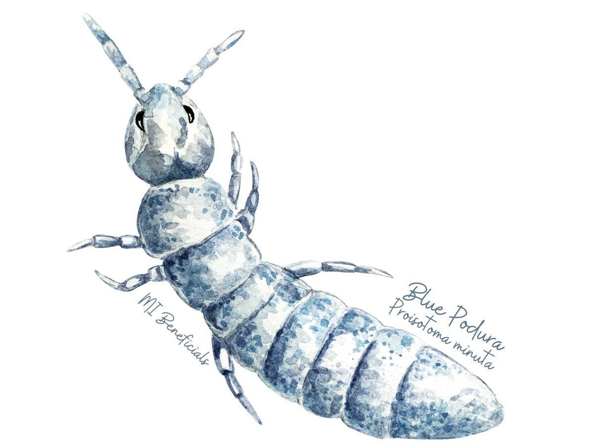 Blue Podura Springtails (Proisotoma minuta) – MI Beneficials
