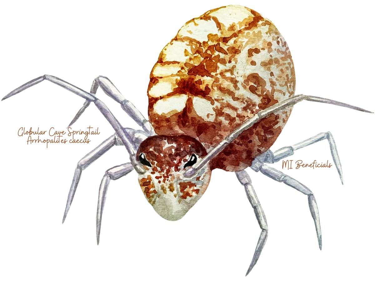 Quicksilver Insect Globular Cave Springtails (Arrhopalites caucus) – MI Beneficials