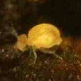 Globular Cave Springtails (Arrhopalites caucus) – MI Beneficials