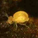 Globular Cave Springtails (Arrhopalites caucus) - MI Beneficials