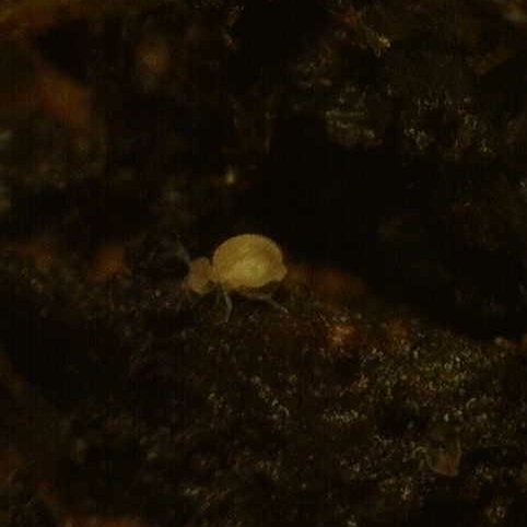 Globular Cave Springtails (Arrhopalites caucus) – MI Beneficials