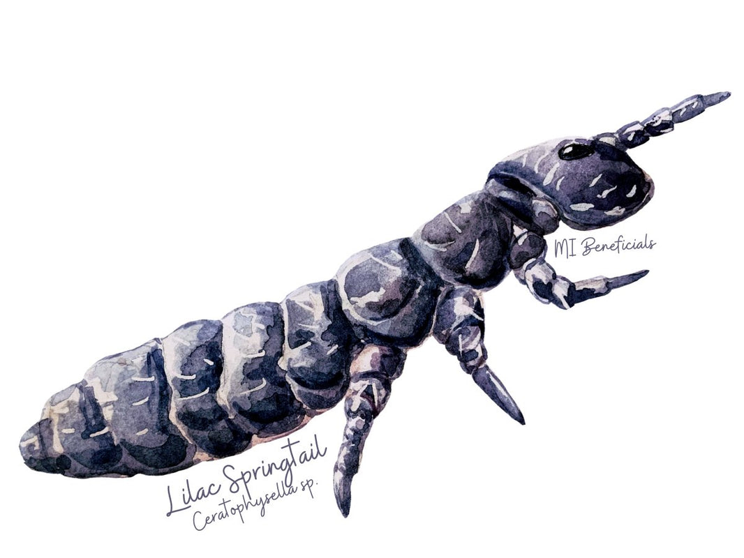 Purple Springtail Beneficial Insects | Exotic Springtails | Organic Gardening | USA – MI ...