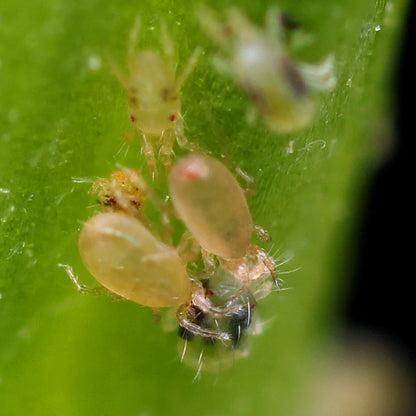 Neoseiulus Californicus - MI Beneficials