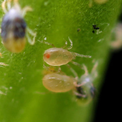 Neoseiulus Californicus - MI Beneficials